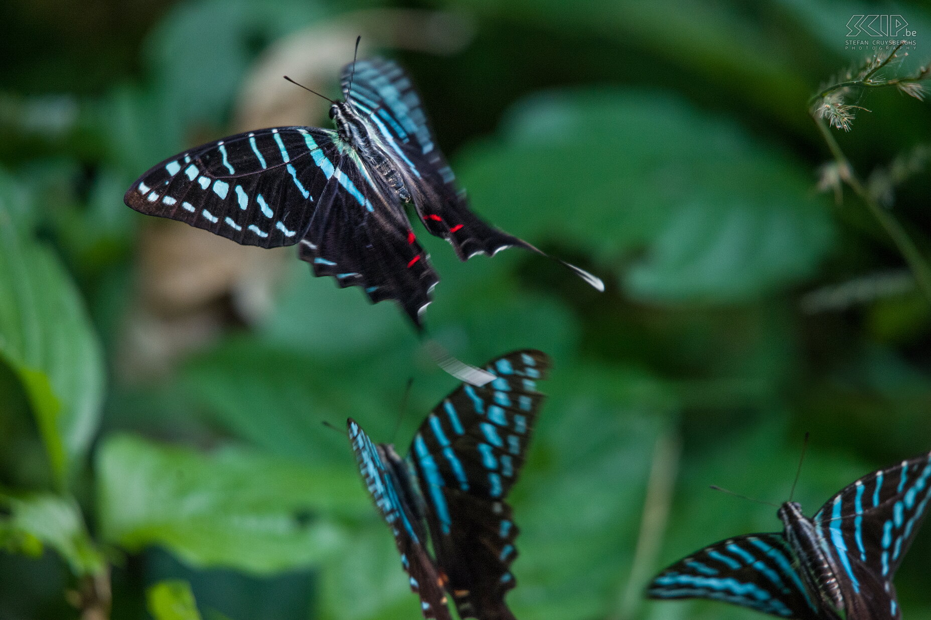 Mago - Butterflies We also camped 2 nights in Mago NP. This parc is definitely not recommended for safaris but the forests near the camp boosts of life with many butterflies and birds and a few groups of colobus monkeys and baboons. Stefan Cruysberghs